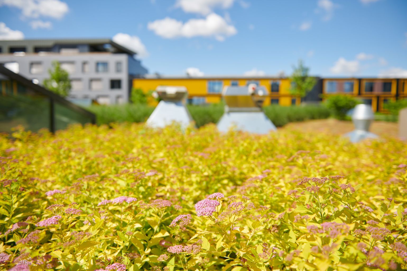 Intensive Dachbepflanzung mit gelben Stauden in Nahaufnahme.