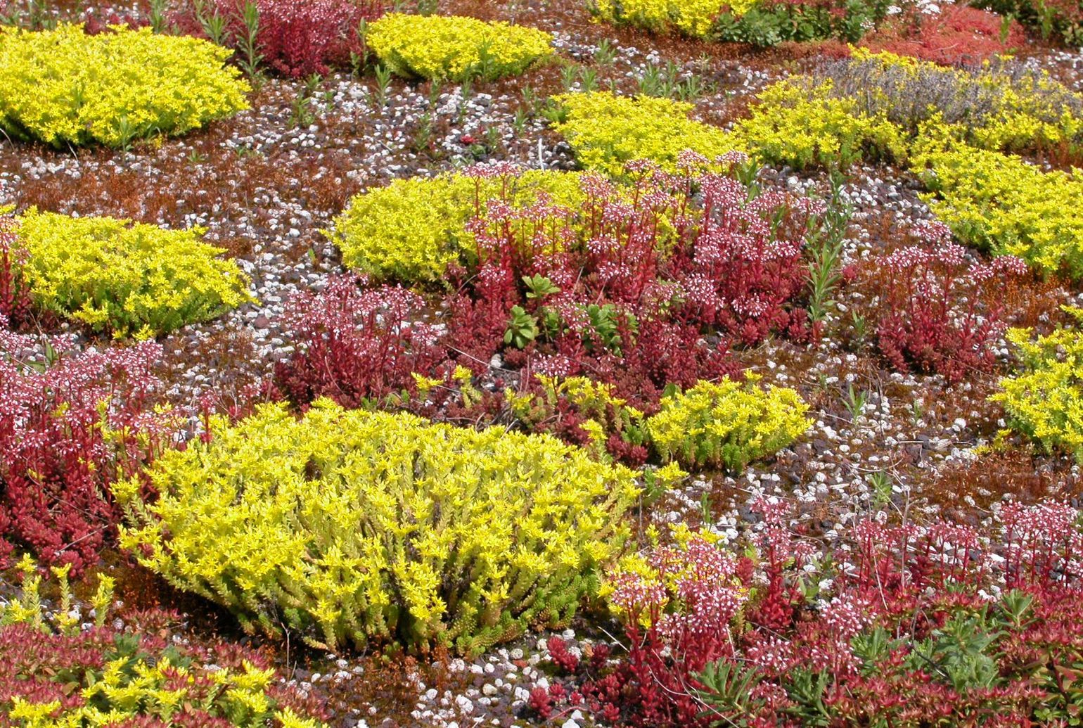 Extensive Dachbegrünung mit gelben, weißen und roten Sedumpflanzen.